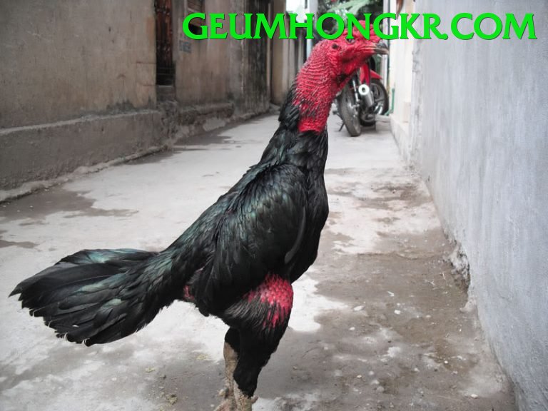 Cách Đọc Kèo Đá Gà